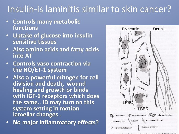 Insulin-is laminitis similar to skin cancer? • Controls many metabolic functions • Uptake of Insulin-is laminitis similar to skin cancer? • Controls many metabolic functions • Uptake of