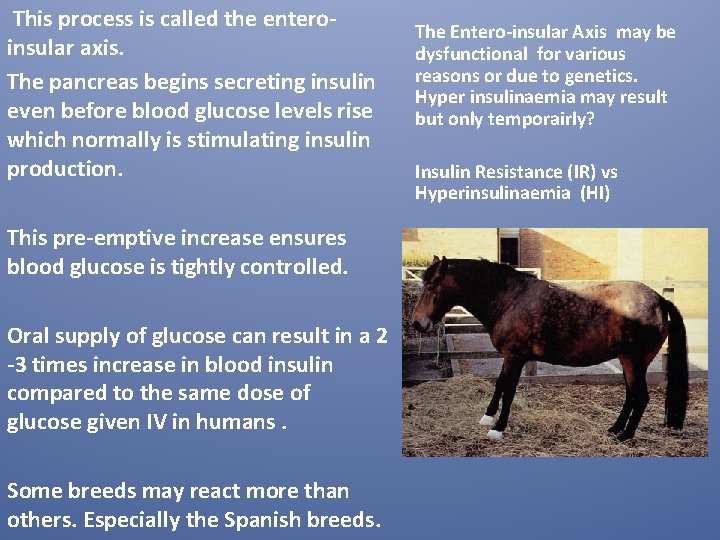 This process is called the enteroinsular axis. The pancreas begins secreting insulin even before This process is called the enteroinsular axis. The pancreas begins secreting insulin even before