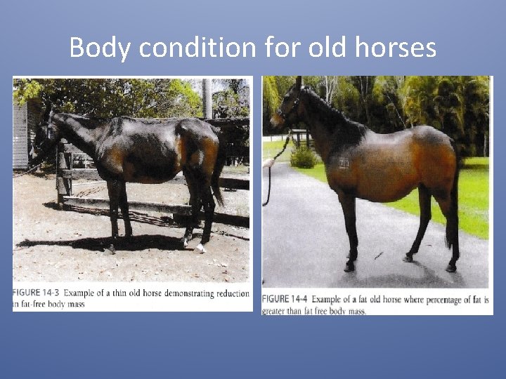 Body condition for old horses Body condition for old horses