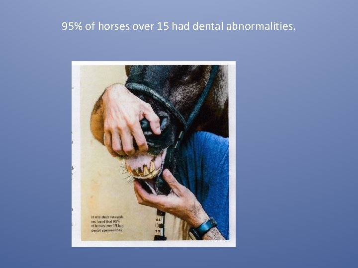 95% of horses over 15 had dental abnormalities. 95% of horses over 15 had dental abnormalities.