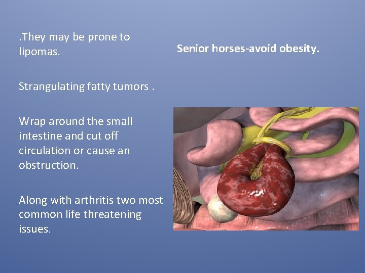 . They may be prone to lipomas. Strangulating fatty tumors. Wrap around the small . They may be prone to lipomas. Strangulating fatty tumors. Wrap around the small
