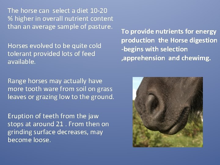 The horse can select a diet 10 -20 % higher in overall nutrient content The horse can select a diet 10 -20 % higher in overall nutrient content