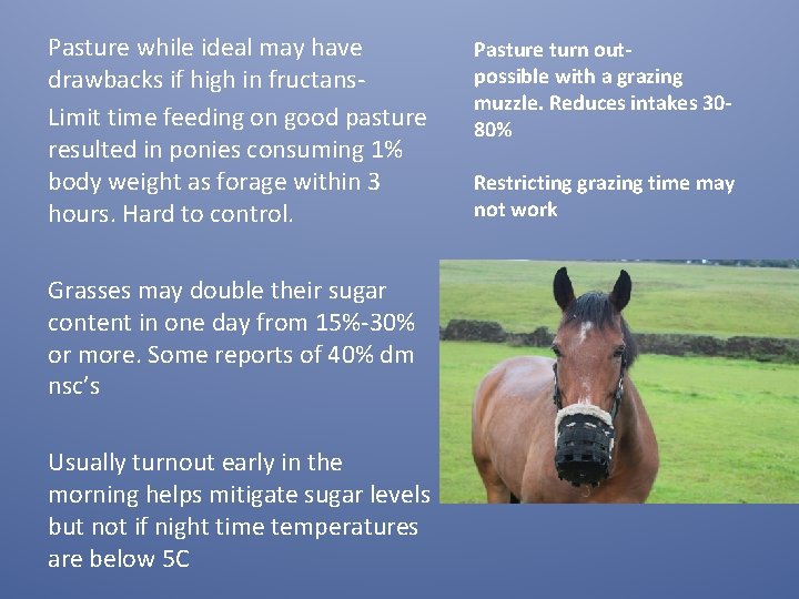 Pasture while ideal may have drawbacks if high in fructans. Limit time feeding on