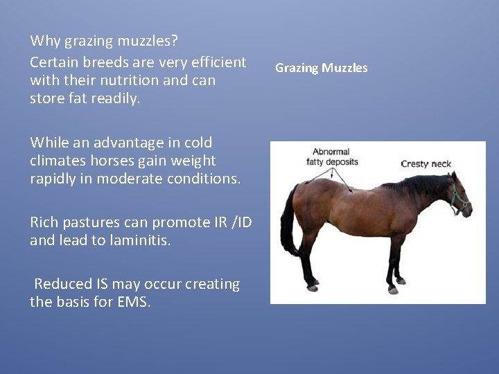 Why grazing muzzles? Certain breeds are very efficient with their nutrition and can store Why grazing muzzles? Certain breeds are very efficient with their nutrition and can store
