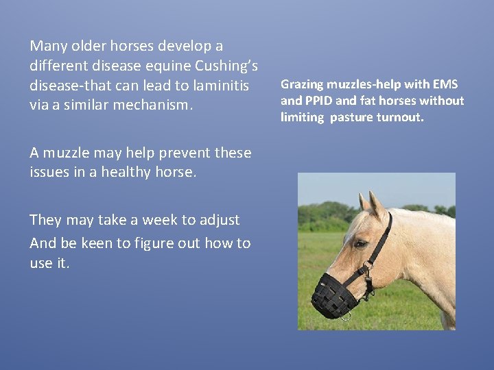 Many older horses develop a different disease equine Cushing’s disease-that can lead to laminitis