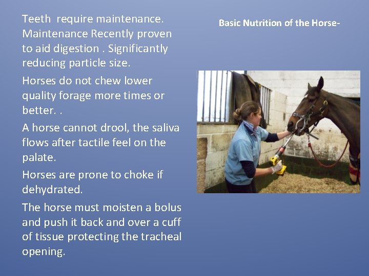 Teeth require maintenance. Maintenance Recently proven to aid digestion. Significantly reducing particle size. Horses Teeth require maintenance. Maintenance Recently proven to aid digestion. Significantly reducing particle size. Horses