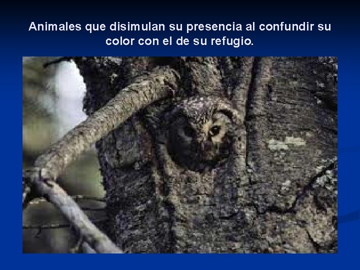 Animales que disimulan su presencia al confundir su color con el de su refugio.