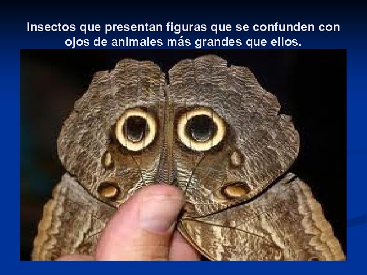 Insectos que presentan figuras que se confunden con ojos de animales más grandes que