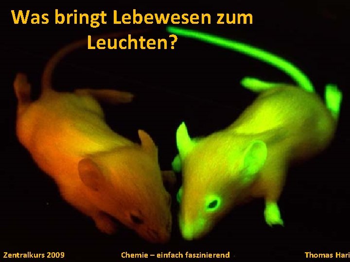 Was bringt Lebewesen zum Leuchten? Zentralkurs 2009 Chemie – einfach faszinierend Thomas Hari 