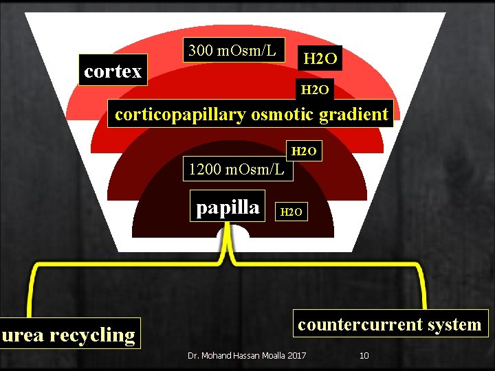 cortex 300 m. Osm/L H 2 O corticopapillary osmotic gradient H 2 O 1200