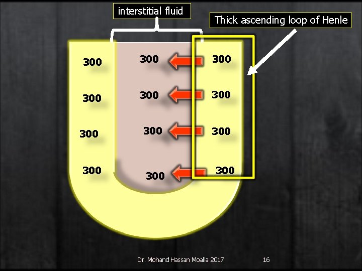 interstitial fluid Thick ascending loop of Henle 300 300 300 Dr. Mohand Hassan Moalla