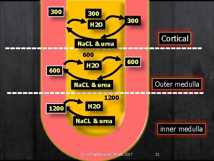 300 300 H 2 O Cortical Na. CL & urea 600 600 H 2