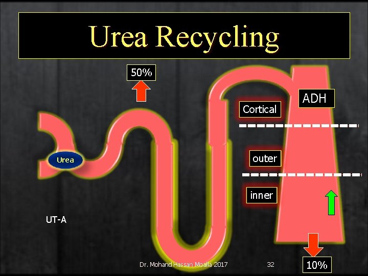 Urea Recycling 50% Cortical ADH outer Urea inner UT-A Dr. Mohand Hassan Moalla 2017