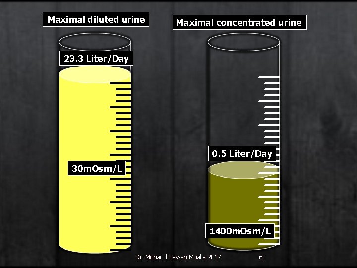 Maximal diluted urine Maximal concentrated urine 23. 3 Liter/Day 0. 5 Liter/Day 30 m.