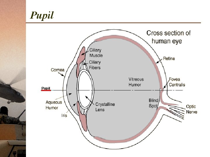 Pupil 