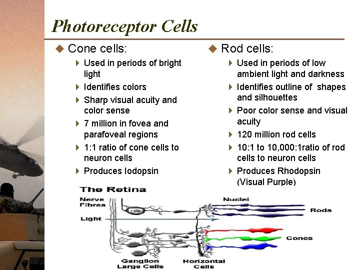 Photoreceptor Cells u Cone cells: 4 Used in periods of bright light 4 Identifies