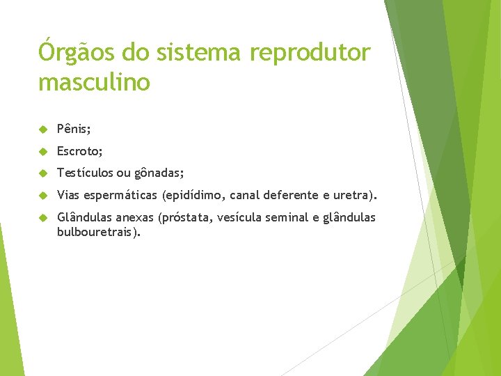 Órgãos do sistema reprodutor masculino Pênis; Escroto; Testículos ou gônadas; Vias espermáticas (epidídimo, canal