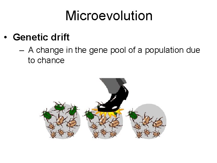 Microevolution • Genetic drift – A change in the gene pool of a population