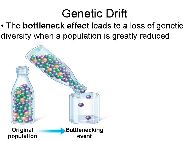 Genetic Drift • The bottleneck effect leads to a loss of genetic diversity when