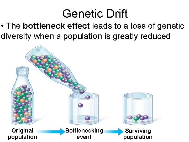 Genetic Drift • The bottleneck effect leads to a loss of genetic diversity when