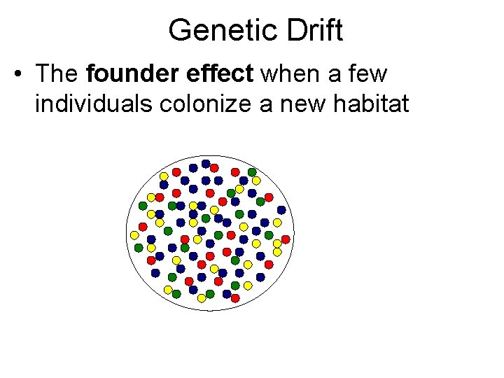 Genetic Drift • The founder effect when a few individuals colonize a new habitat