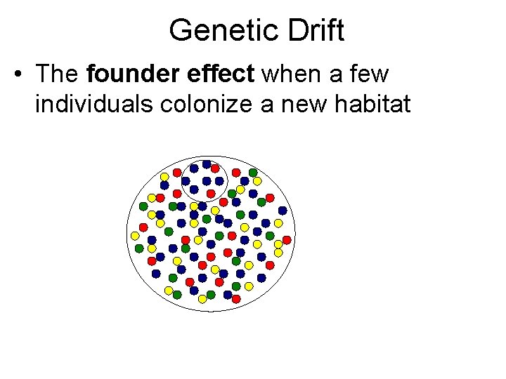 Genetic Drift • The founder effect when a few individuals colonize a new habitat