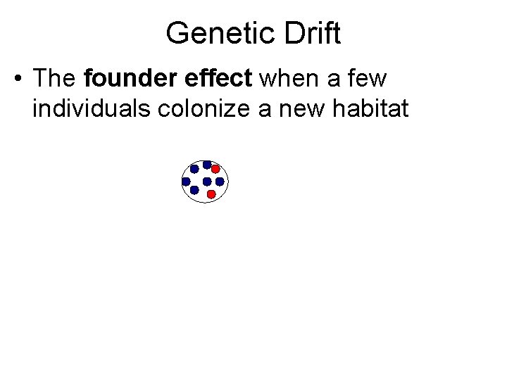Genetic Drift • The founder effect when a few individuals colonize a new habitat