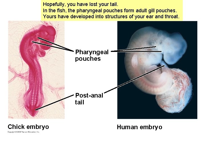 Hopefully, you have lost your tail. In the fish, the pharyngeal pouches form adult