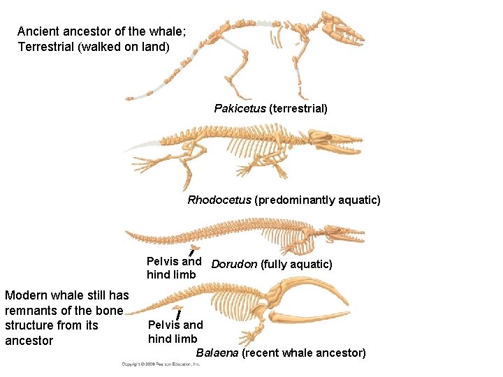 Ancient ancestor of the whale; Terrestrial (walked on land) Pakicetus (terrestrial) Rhodocetus (predominantly aquatic)
