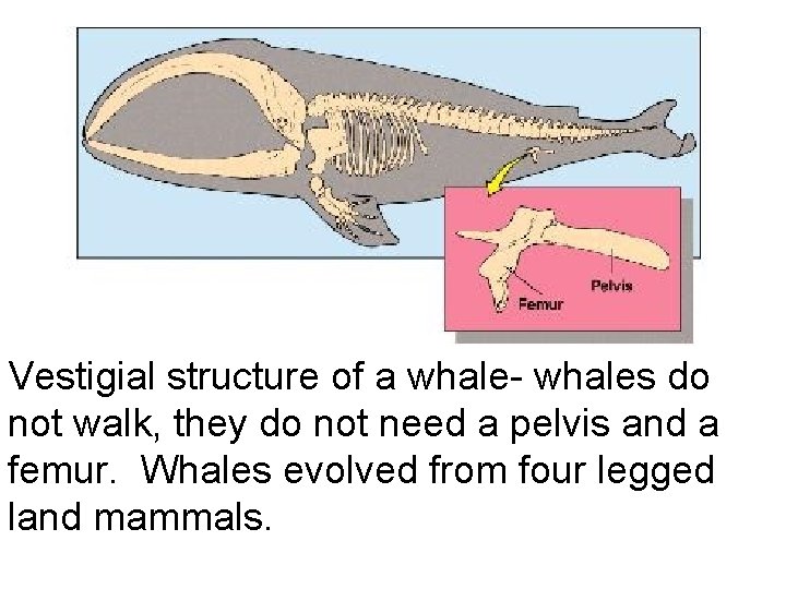 Vestigial structure of a whale- whales do not walk, they do not need a