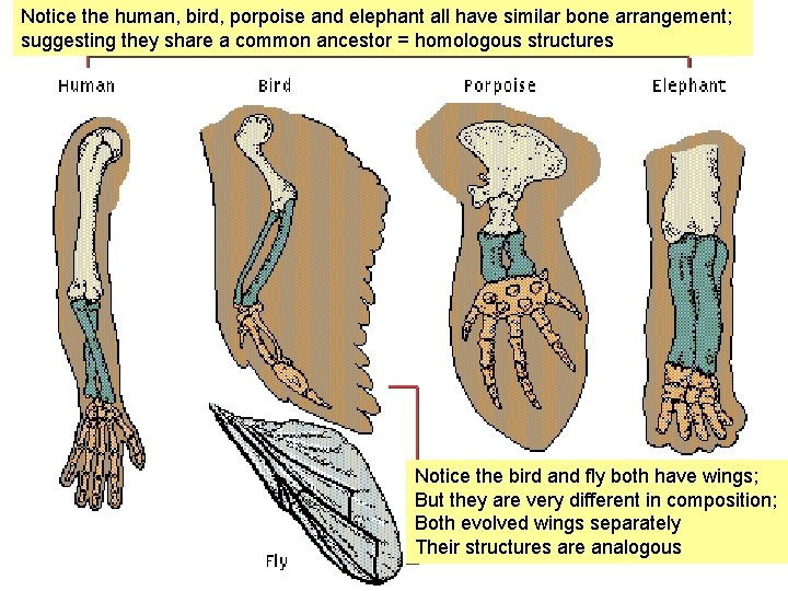 Notice the human, bird, porpoise and elephant all have similar bone arrangement; suggesting they