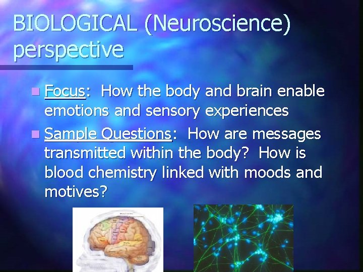 BIOLOGICAL (Neuroscience) perspective n Focus: How the body and brain enable emotions and sensory