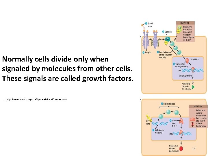 Normally cells divide only when signaled by molecules from other cells. These signals are Normally cells divide only when signaled by molecules from other cells. These signals are
