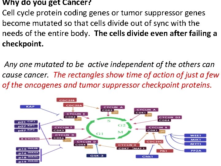 Why do you get Cancer? Cell cycle protein coding genes or tumor suppressor genes Why do you get Cancer? Cell cycle protein coding genes or tumor suppressor genes