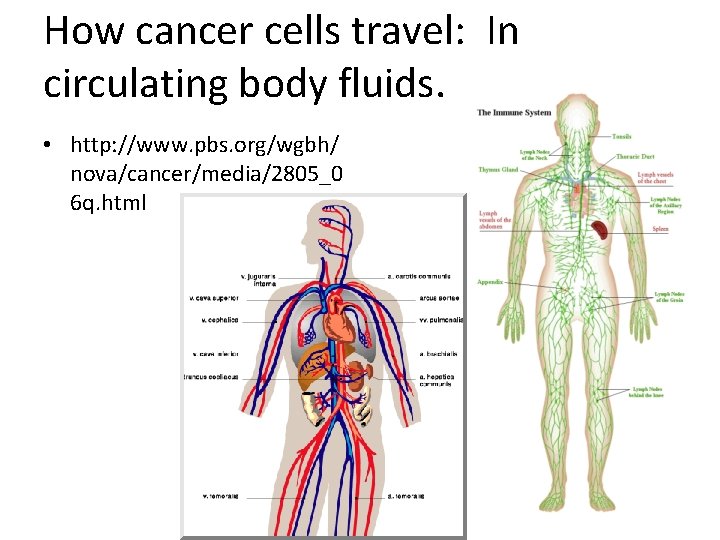 How cancer cells travel: In circulating body fluids. • http: //www. pbs. org/wgbh/ nova/cancer/media/2805_0 How cancer cells travel: In circulating body fluids. • http: //www. pbs. org/wgbh/ nova/cancer/media/2805_0