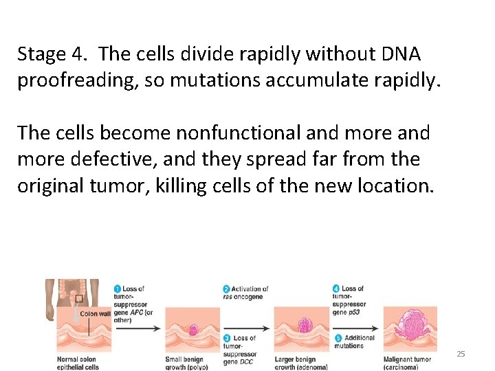 Stage 4. The cells divide rapidly without DNA proofreading, so mutations accumulate rapidly. The Stage 4. The cells divide rapidly without DNA proofreading, so mutations accumulate rapidly. The