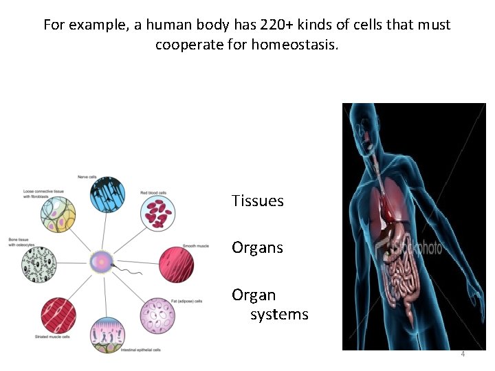 For example, a human body has 220+ kinds of cells that must cooperate for For example, a human body has 220+ kinds of cells that must cooperate for