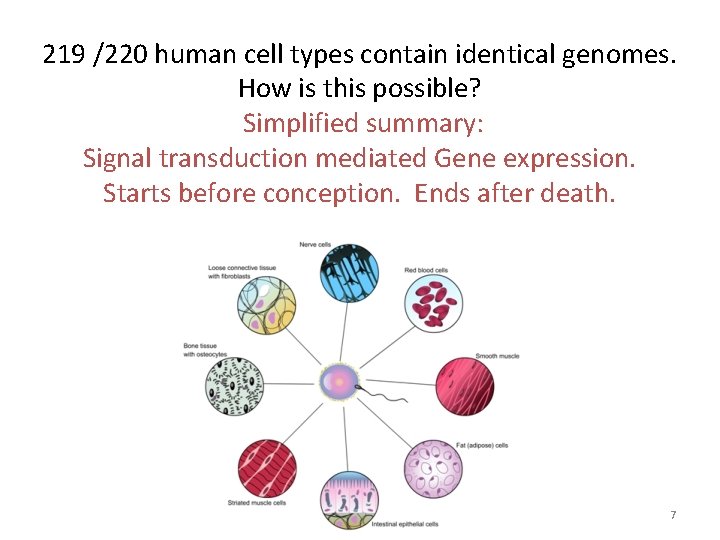 219 /220 human cell types contain identical genomes. How is this possible? Simplified summary: 219 /220 human cell types contain identical genomes. How is this possible? Simplified summary: