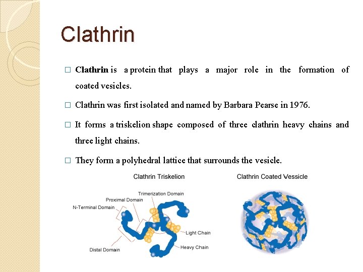 Clathrin � Clathrin is a protein that plays a major role in the formation