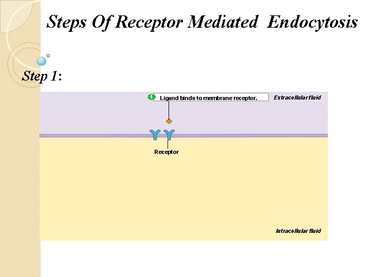 Steps Of Receptor Mediated Endocytosis Step 1: 1 Ligand binds to membrane receptor. Extracellular