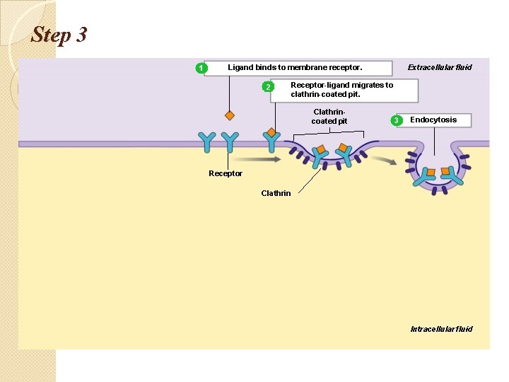 Step 3 1 Extracellular fluid Ligand binds to membrane receptor. 2 Receptor-ligand migrates to