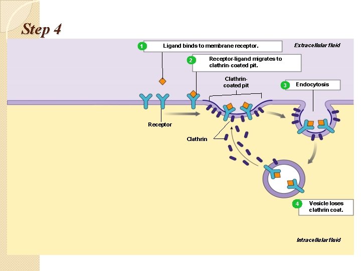 Step 4 1 Extracellular fluid Ligand binds to membrane receptor. 2 Receptor-ligand migrates to