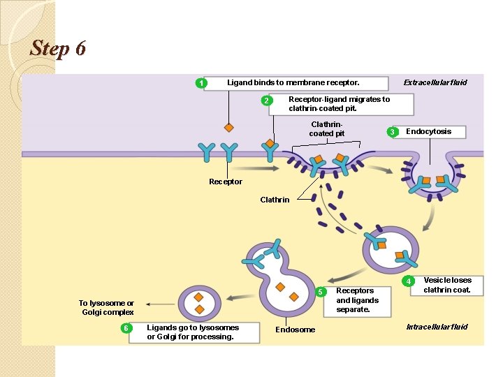 Step 6 1 Extracellular fluid Ligand binds to membrane receptor. 2 Receptor-ligand migrates to