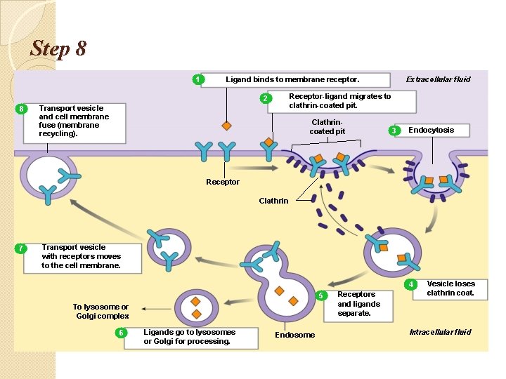 Step 8 1 Receptor-ligand migrates to clathrin-coated pit. 2 8 Extracellular fluid Ligand binds