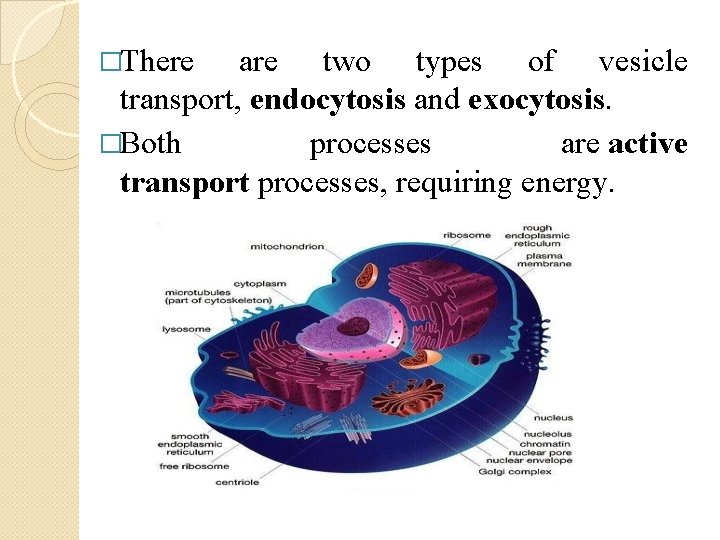 �There are two types of vesicle transport, endocytosis and exocytosis. �Both processes are active