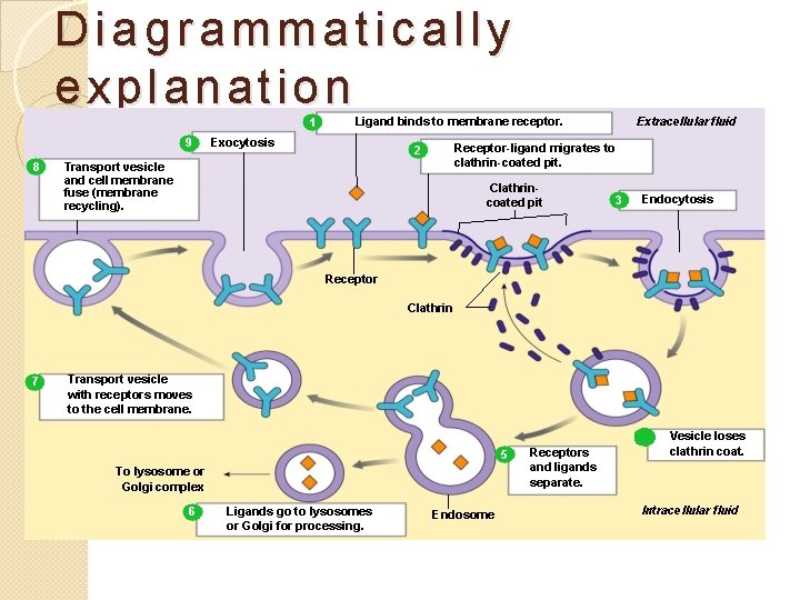 Diagrammatically explanation 1 9 8 Ligand binds to membrane receptor. Exocytosis Extracellular fluid Receptor-ligand