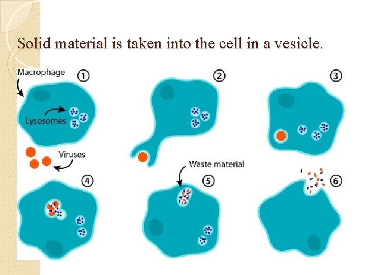 Solid material is taken into the cell in a vesicle. 