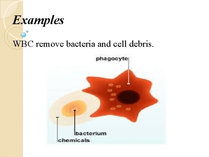 Examples WBC remove bacteria and cell debris. 