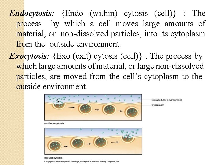 Endocytosis: {Endo (within) cytosis (cell)} : The process by which a cell moves large