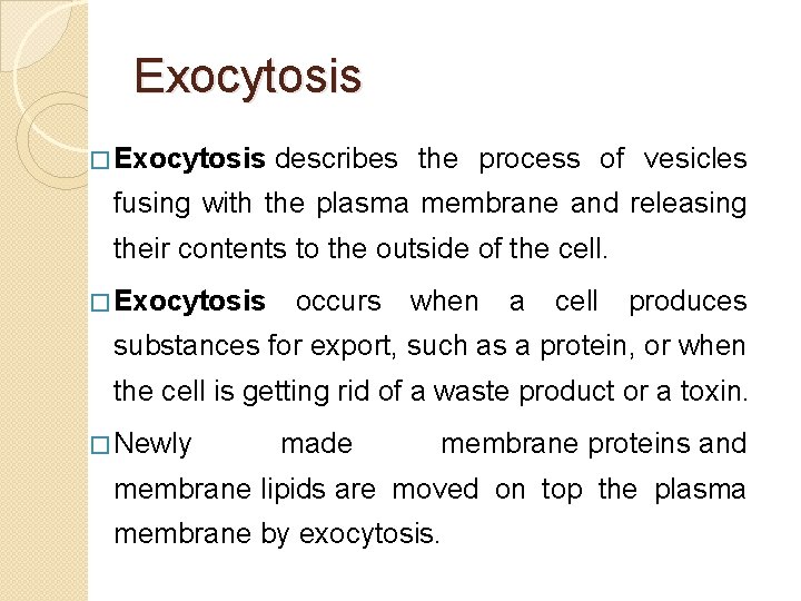 Exocytosis � Exocytosis describes the process of vesicles fusing with the plasma membrane and